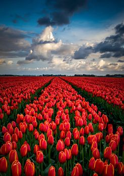 Endlose rote Tulpe Feld