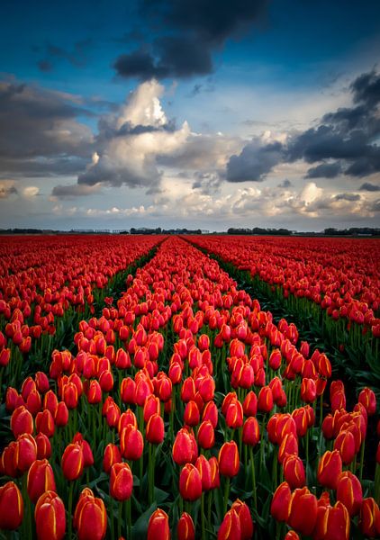 Eindeloos rood tulpenveld van Erik Keuker