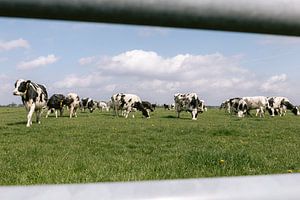 Koeien in de wei van Marika Huisman fotografie