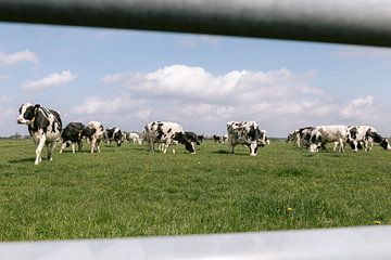 Kühe auf der Wiese von Marika Huisman fotografie