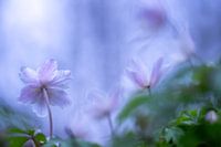 Wood anemone