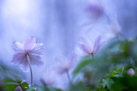 Wood anemone