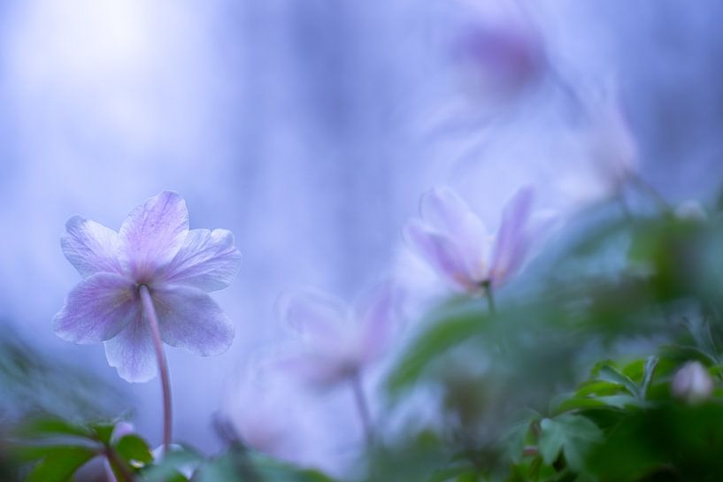 Wood anemone by Christien van der Veen Fotografie