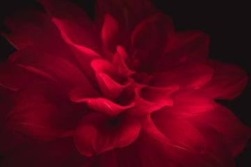 Perfect red flower dark & moody van Sandra Hazes