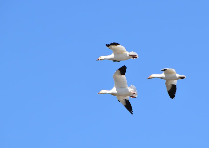 Sneeuwganzen in de lente van Claude Laprise