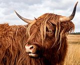 Scottish Highlander by picsbyronenvief thumbnail