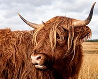 Scottish Highlander