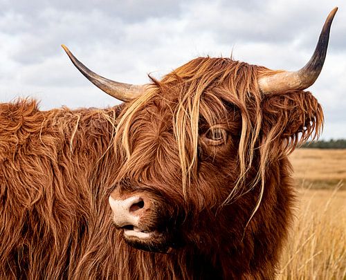 Schottischer Hochlandbewohner