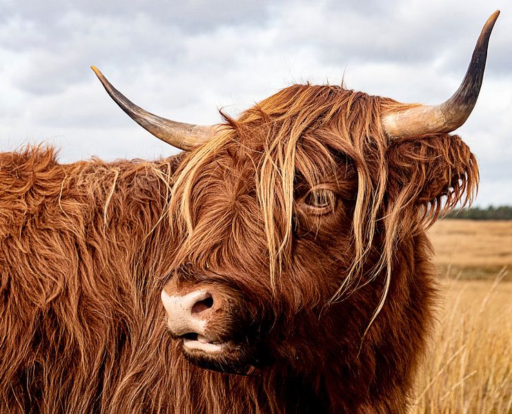 Scottish Highlander by picsbyronenvief