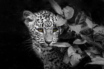 Pantherjunges aus Sri Lanka im Busch von Michar Peppenster