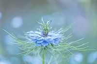 Love in a Mist