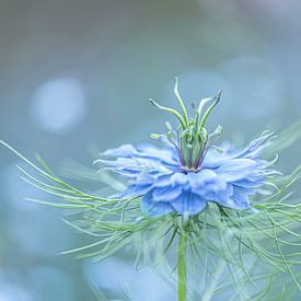 Love in a Mist van Tineke van Persie-Klein