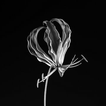 Puur - Monochrome bloei van Bibi Henkes