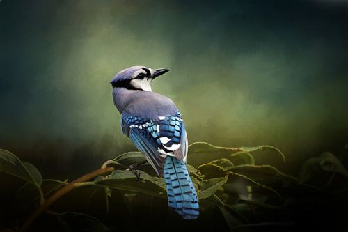 Blauwe Gaai - Vogel Op Tak Met Groene Bladeren