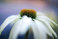 Echinacea (Sunflower)