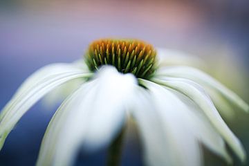 Echinacea (Sonnenblume) von Annemarie Veldman