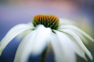 Echinacea (Tournesol) sur Annemarie Veldman