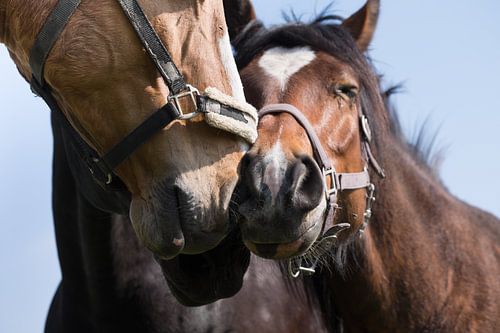 Drie paarden knuffelen elkaar, wrijven tegen elkaars neuzen