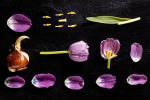 Des tulipes. sur Olha Rohulya