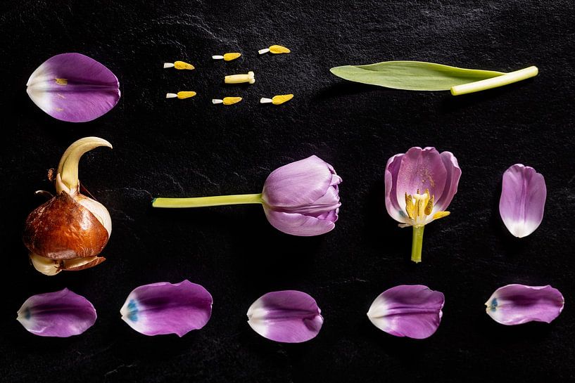 Tulips. by Olha Rohulya