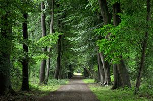 Forêt de Hoge Veluwe