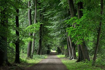 Bos de Hoge Veluwe van Corinne Welp