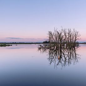 Mysterieuze Dode Bomen in Spiegelend Water – Tusschenwater, Drenthe van KB Design & Photography (Karen Brouwer)
