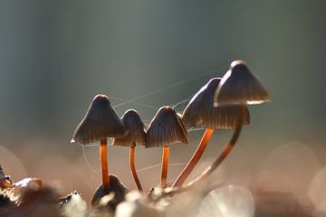 Toile d'araignée accrochée au champignon sur A. Bles