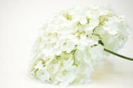 Weiße Hortensienpflanze Annabelle von Kunstdoorsuus Miniaturansicht