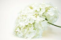 Witte hortensia plant Annabelle