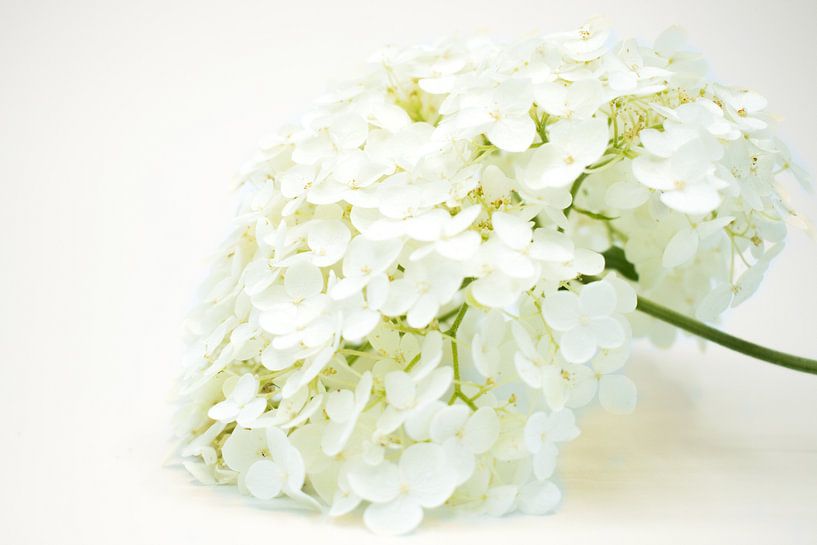 Weiße Hortensienpflanze Annabelle von Kunstdoorsuus