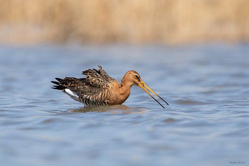 Black-tailed godwit