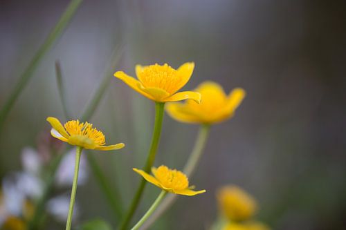 Dotterbloem