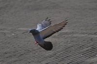 Prepare for landing