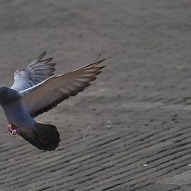 Prepare for landing sur Thomas Fransen