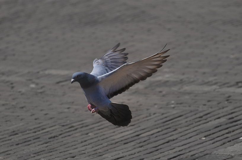 Prepare for landing von Thomas Fransen