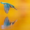 Le martin-pêcheur plongeur... sur Arno van Zon photography
