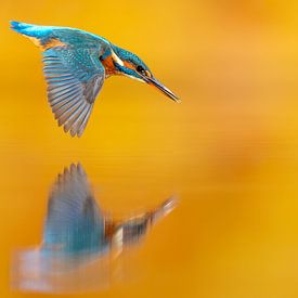 Duikend ijsvogeltje... van Arno van Zon photography