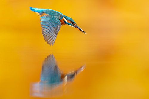 Duikend ijsvogeltje...