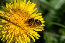 Honey bee at work by Empathies