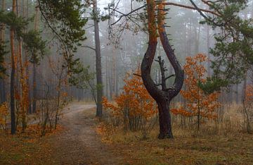 herfstmist in het bos van Mykhailo Sherman