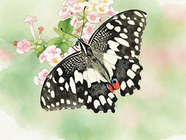 Exotic butterfly – Checkered Swallowtail by PhotoArt Claudia Kleemann