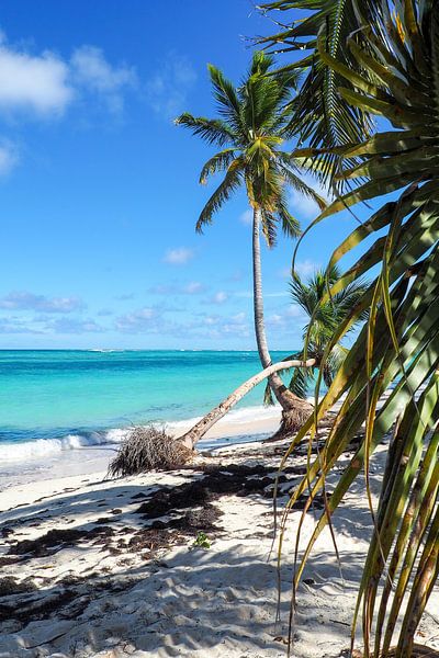 Karibikbilder zählen zu den beliebtesten Motiven für Wandbilder und Fine-Art-Prints. Die Region begeistert mit kristallklarem Wasser, weißen Stränden, einzigartigen Farbstimmungen und tropischer Natur. von Miriam Schwarzfischer Fotografie