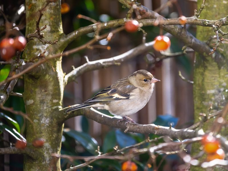 Chaffinch female in apple tree by ManfredFotos