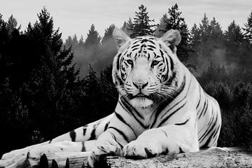 Tiger Wald von Mateo