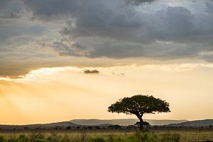 Eenzame boom - Zonsondergang op de Serengetti van Sascha Bakker