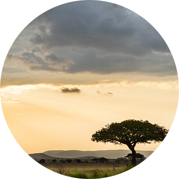 Eenzame boom - Zonsondergang op de Serengetti van Sascha Bakker