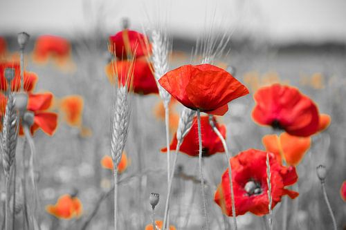 Poppy red black/white