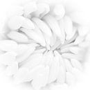 chrysanthème blanc sur Klaartje Majoor Aperçu