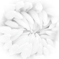 white white chrysanthemum